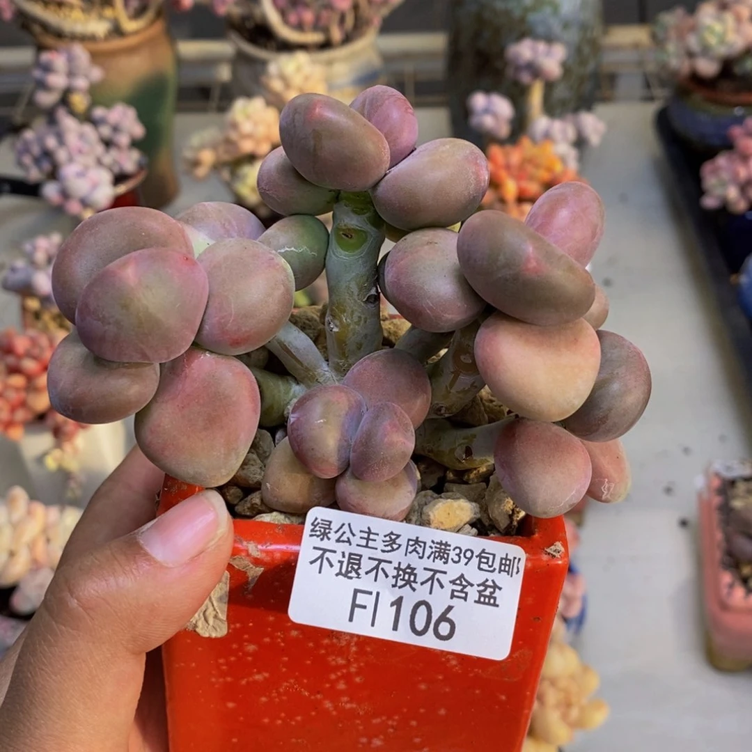 106芒果奶二代多肉8c m