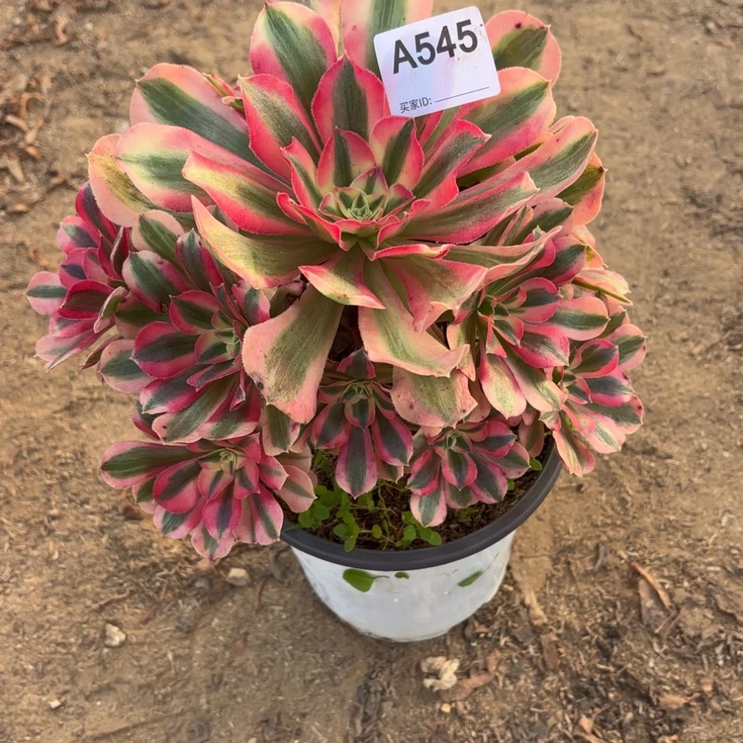 粉女巫断枝不包545