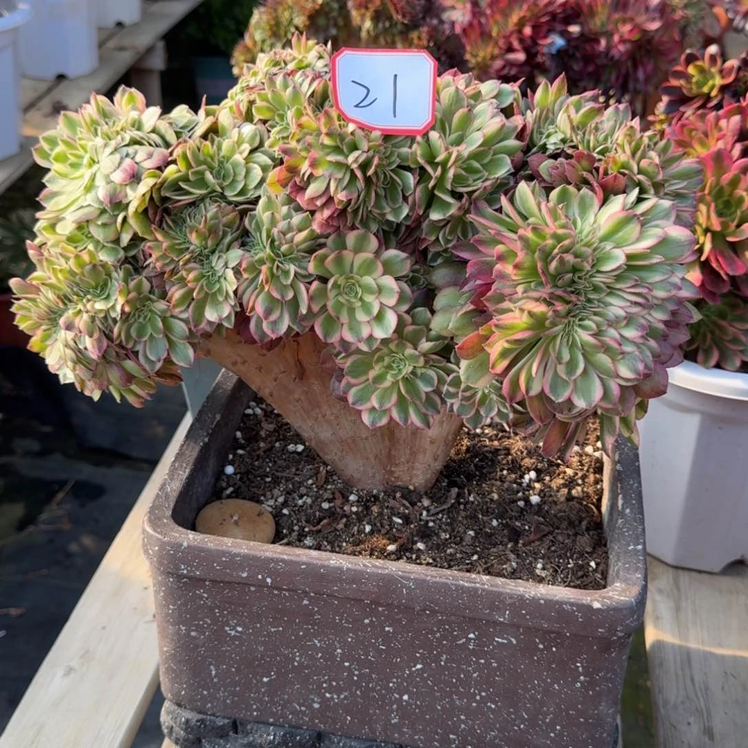 丝*花好月又圆2025030621