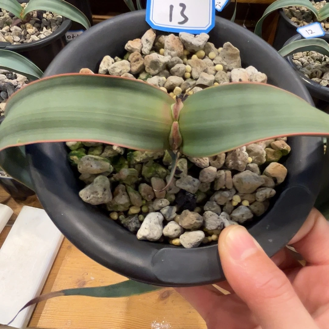 优选百岁兰，金线，13号