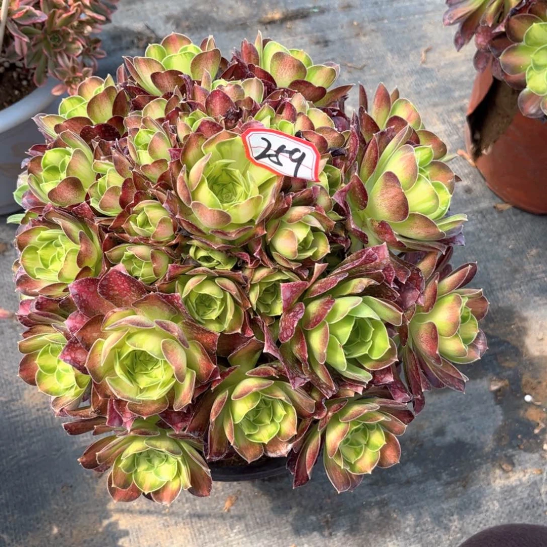 多肉植物259号多肉植物