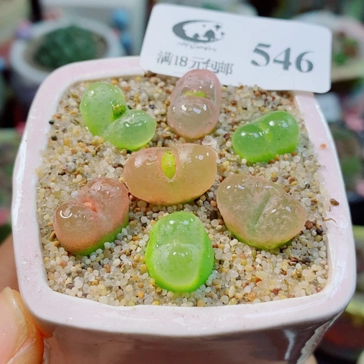 生石花花花花花花花546