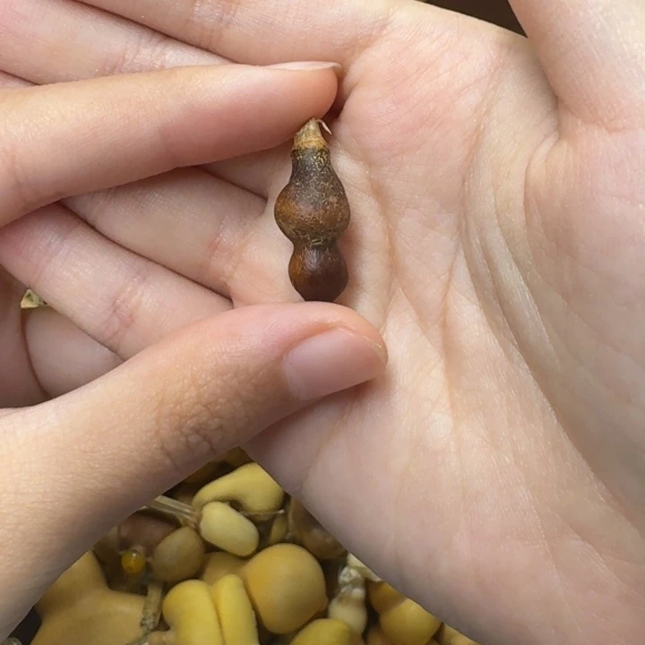 葫芦葫芦葫芦不包邮