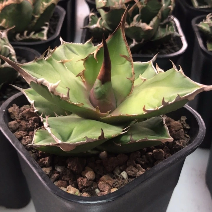 白犀牛仁王冠龙舌兰