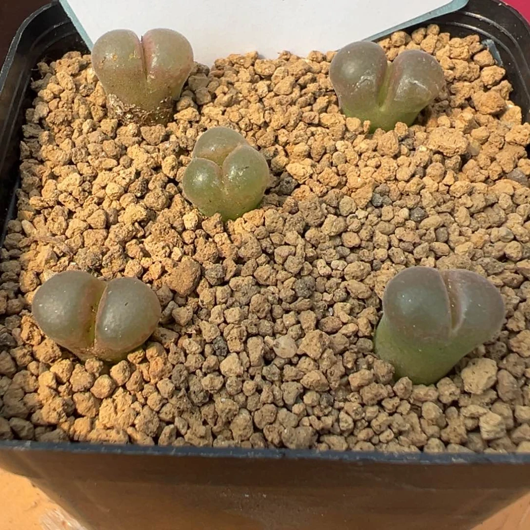 5-169 10km风铃多肉植物