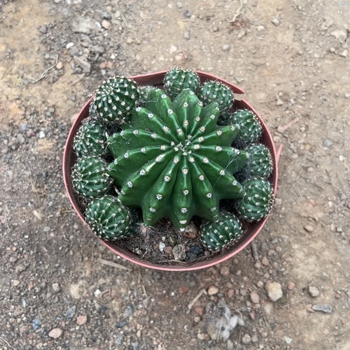 开***！吉祥如意的一天从早上