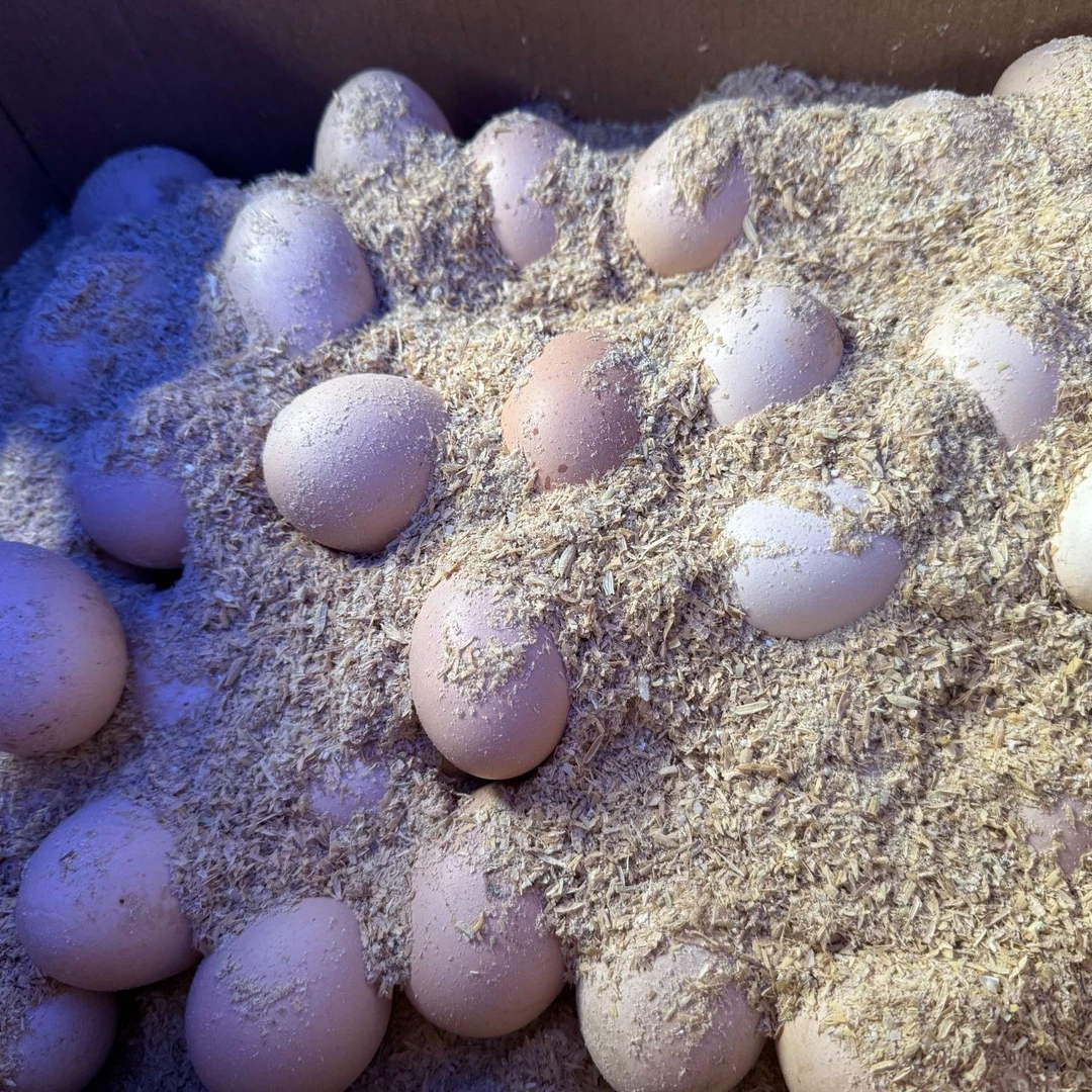 土鸡蛋20个 农户家自养土鸡下的蛋