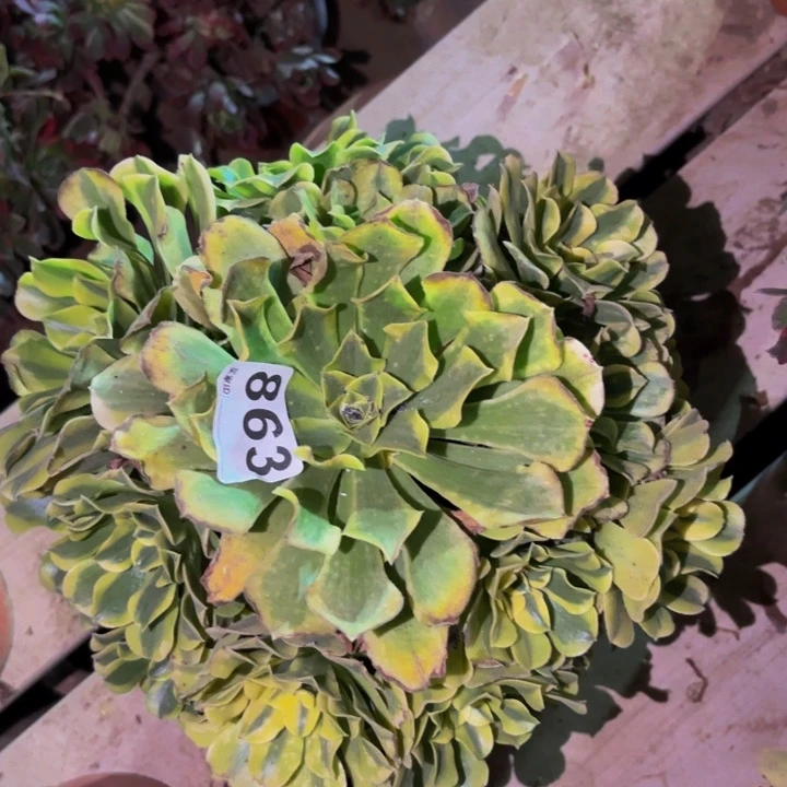 863绿豆沙多肉植物