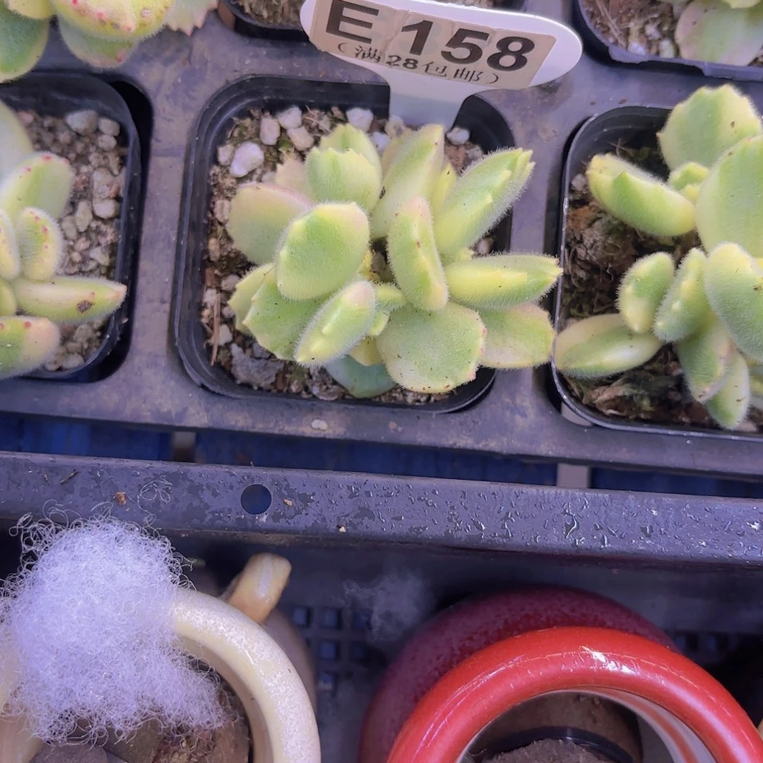 E158白熊一物一拍