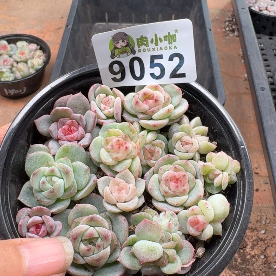 多肉植物多肉植物