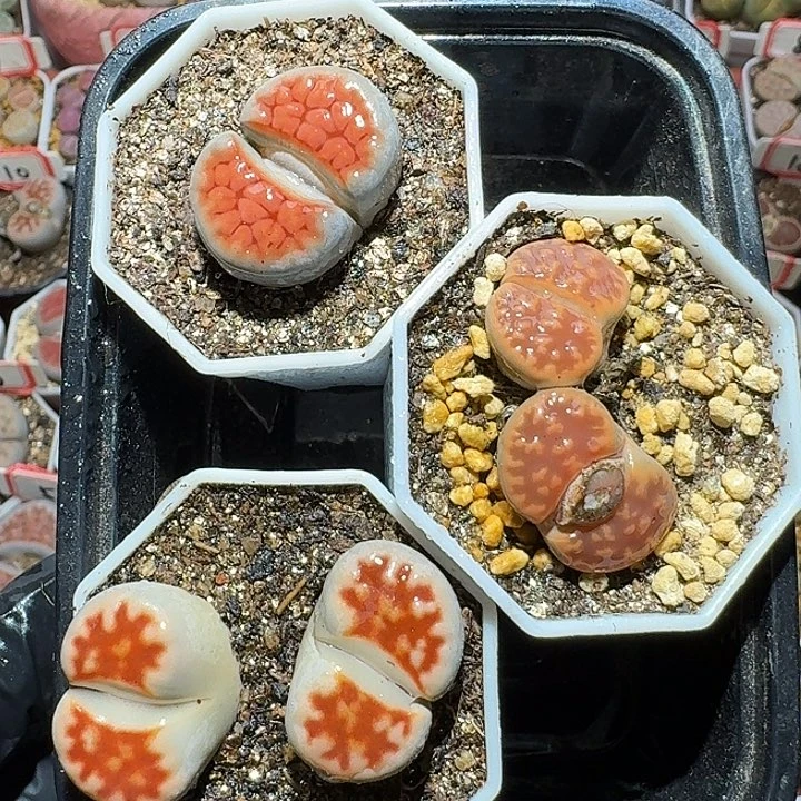 生石花111122。    201