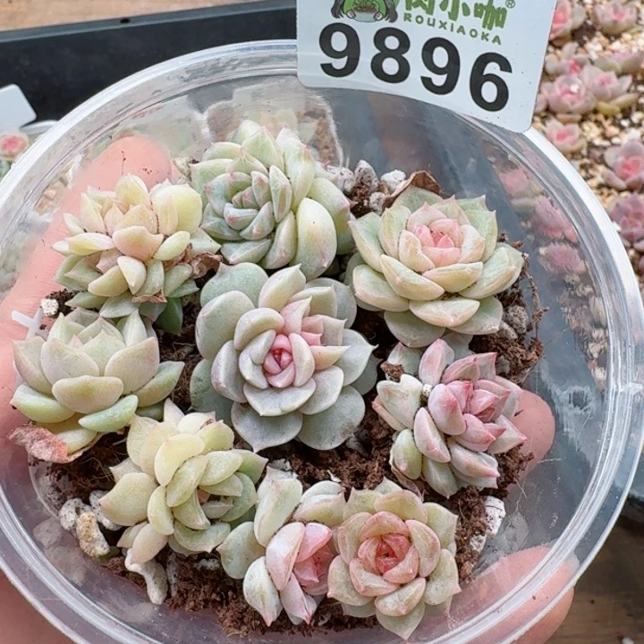 多肉植物多肉植物