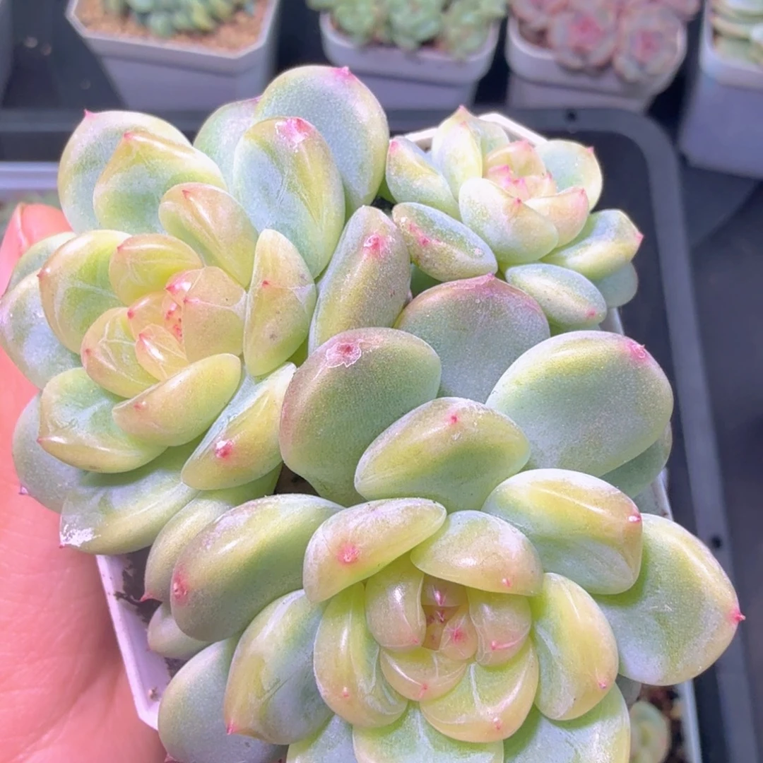 甜心一物一拍二十包邮