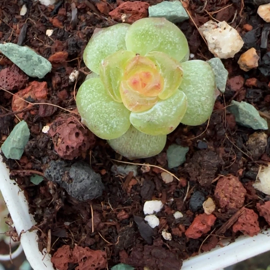 小卡拉米糖心一物一拍