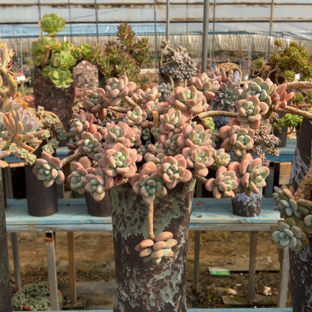 录音老桩脱土裸根洛神