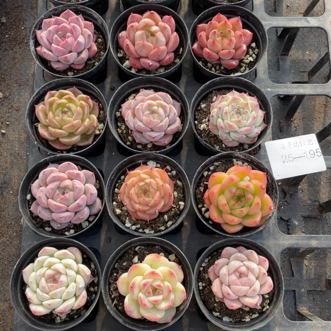 一物一拍18颗25-195