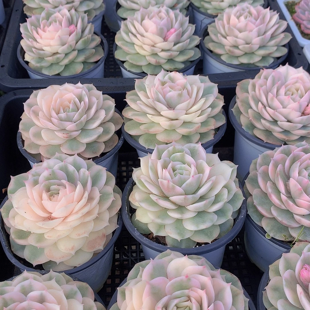 昂斯洛锦345678899900000