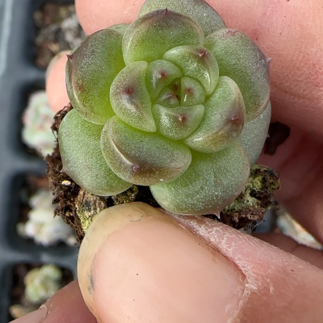 小卡拉米糖心一物一拍