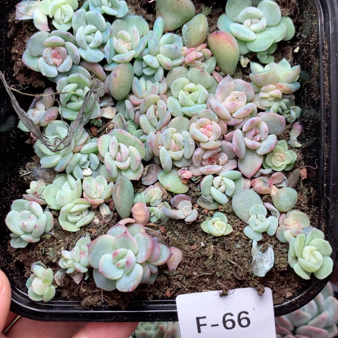 无花朵F66英语英语