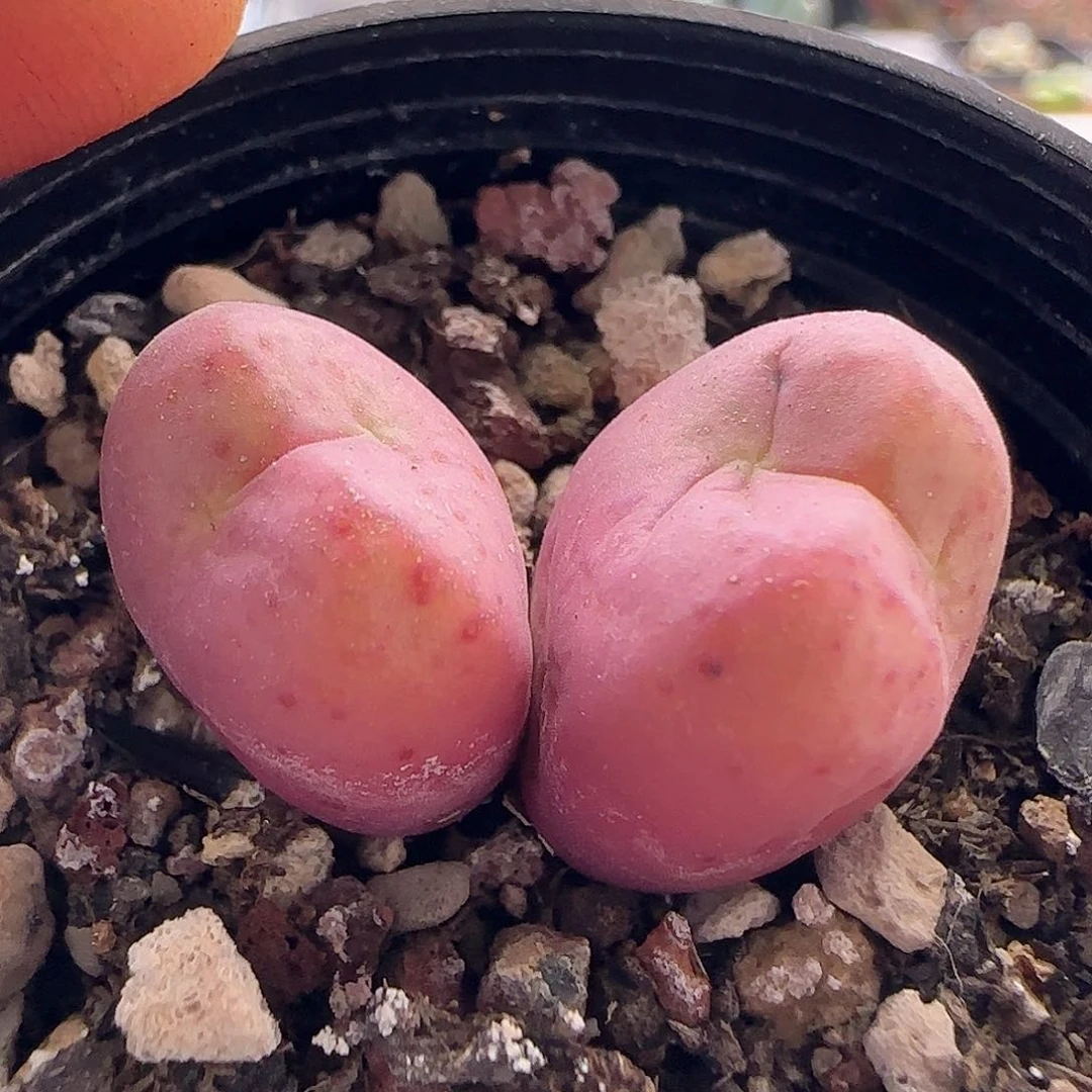 妖*儿28包邮脱土发货27047