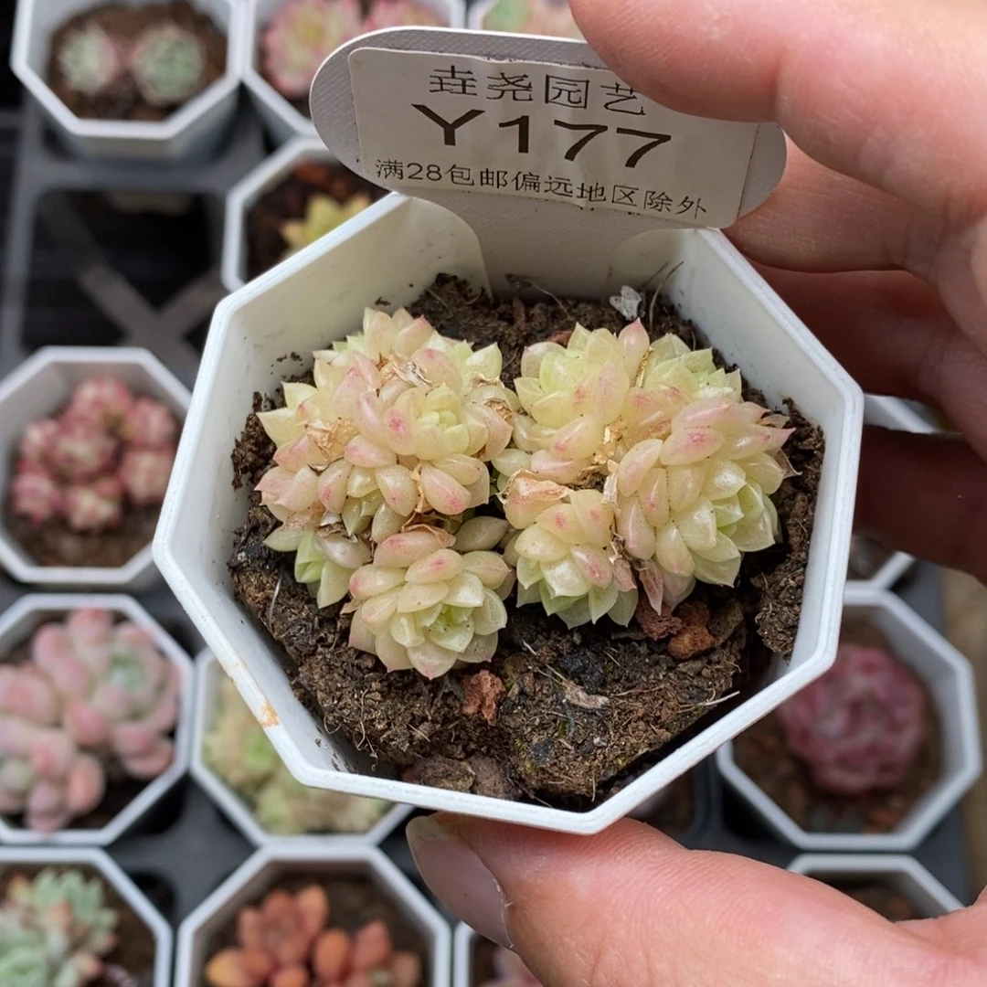 0177 不包整 麦秆 5cm