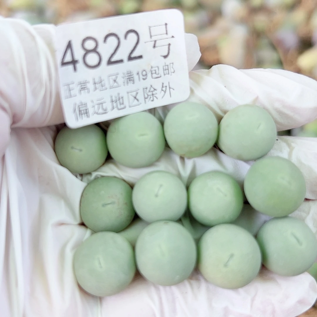 4822两年鸽子蛋12个1cm左右比较小特价出