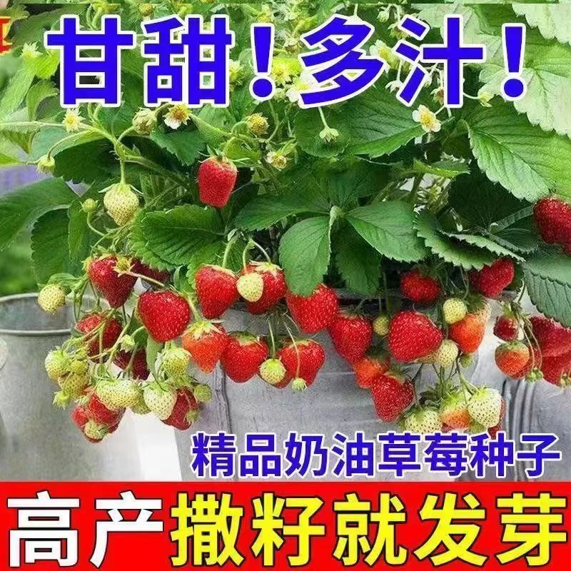 奶油草莓种子四季种植奶油草莓籽四季草莓草莓种子养不死草莓种子