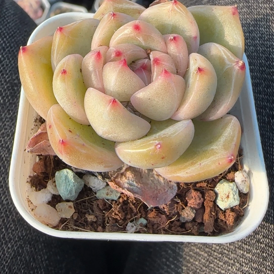 多肉小卡拉米糖心一物一拍