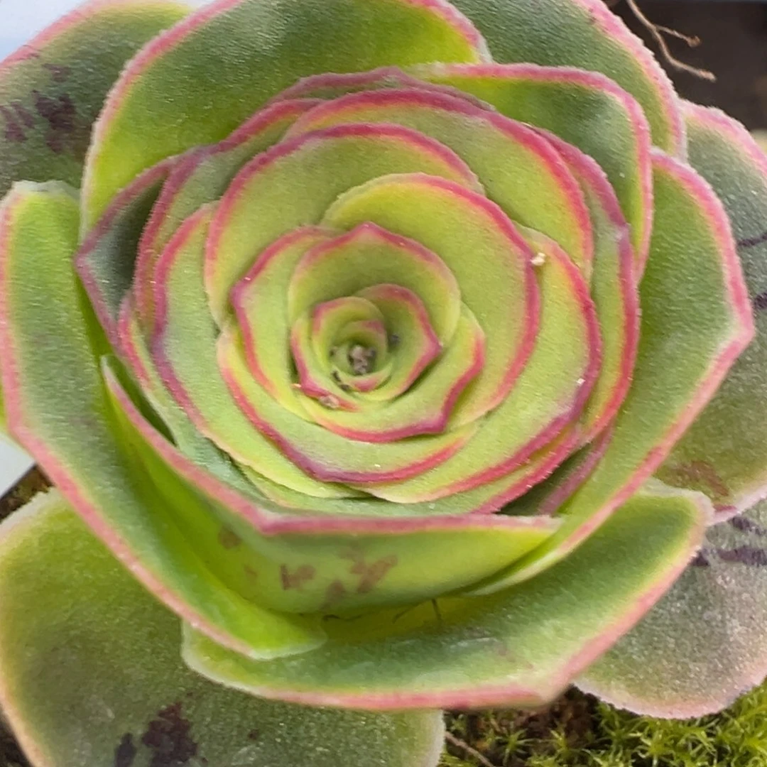 陈陈907土豪蕾丝芳华x各种