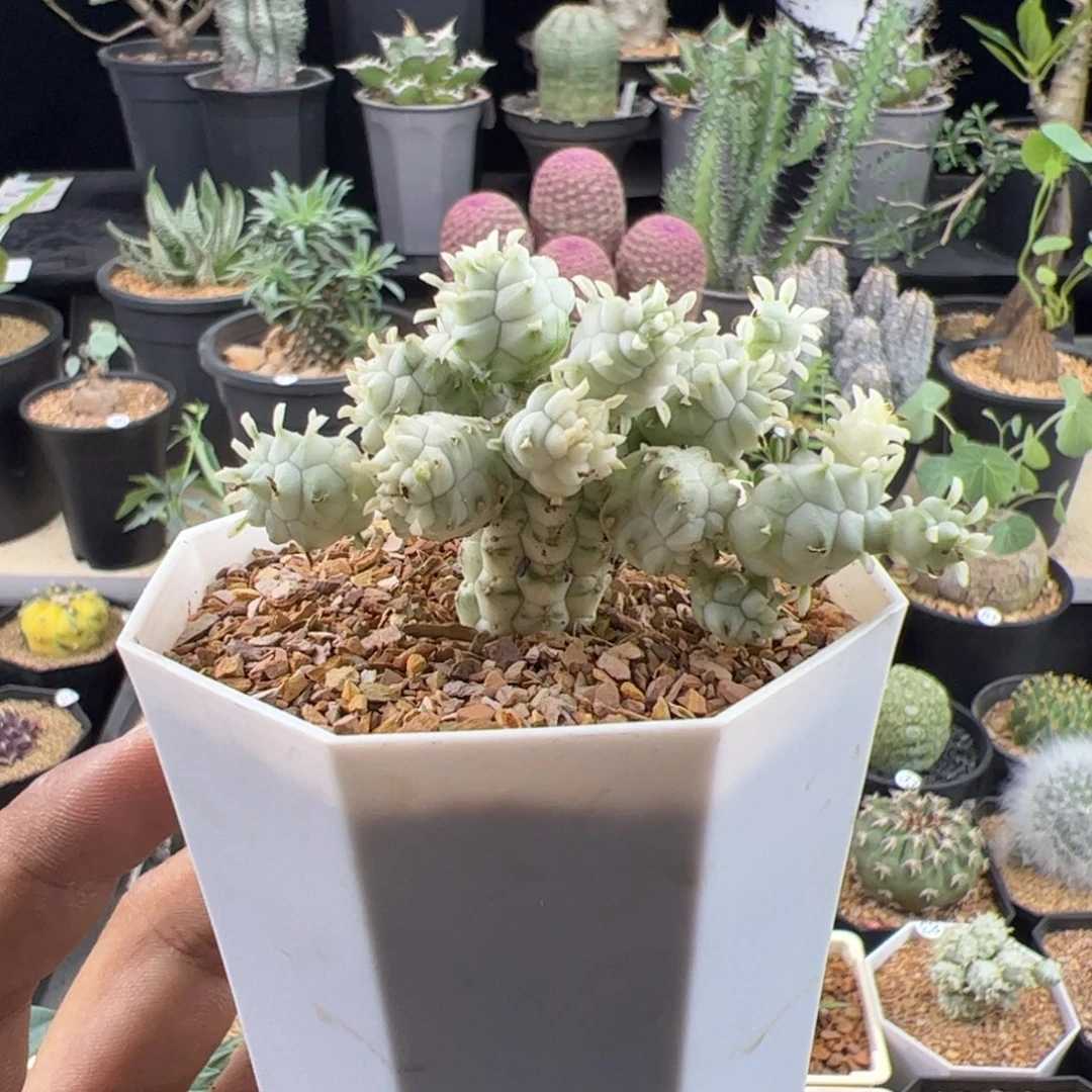 白桦麒麟大戟一物一拍脱土发