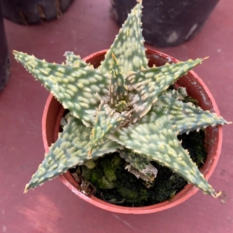 迷离芦荟6仙人球