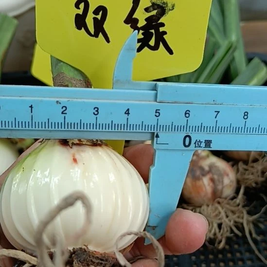 无花朵双绿4.8裸球发货