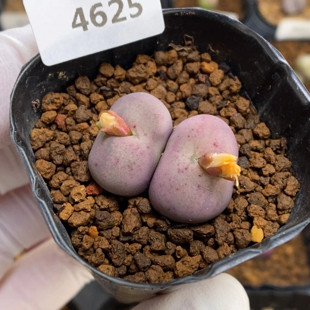 多肉植物肉锥杂交K-4625