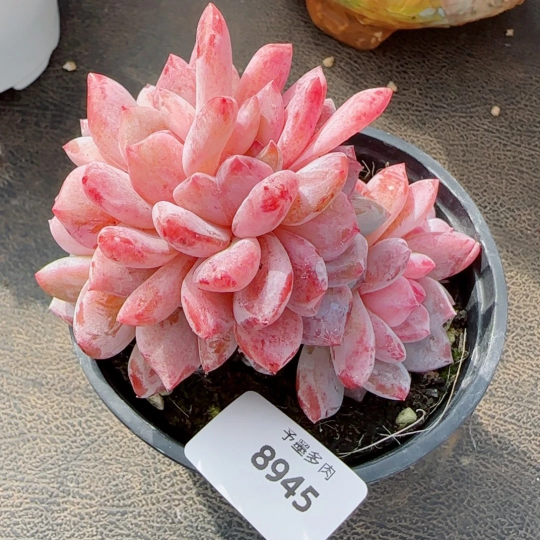 雪之魄缀化，8945多肉植物