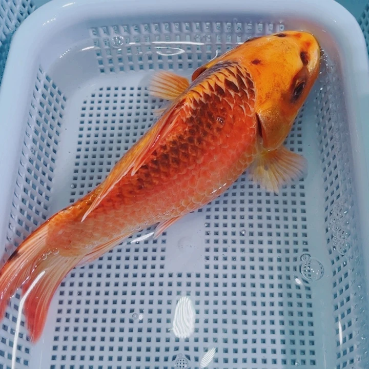 锦鲤锦鲤冷水鱼观赏119