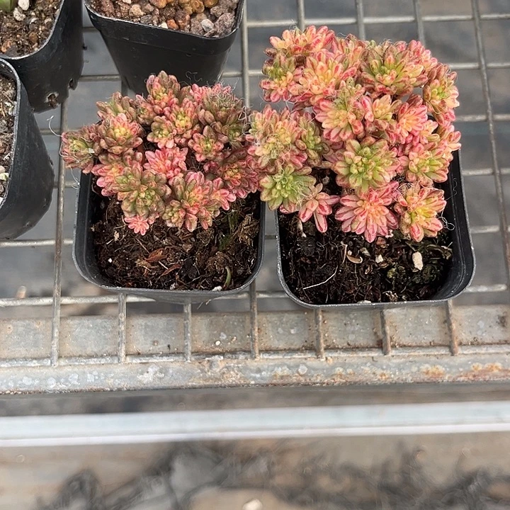 希***望我也不知道我为什么要