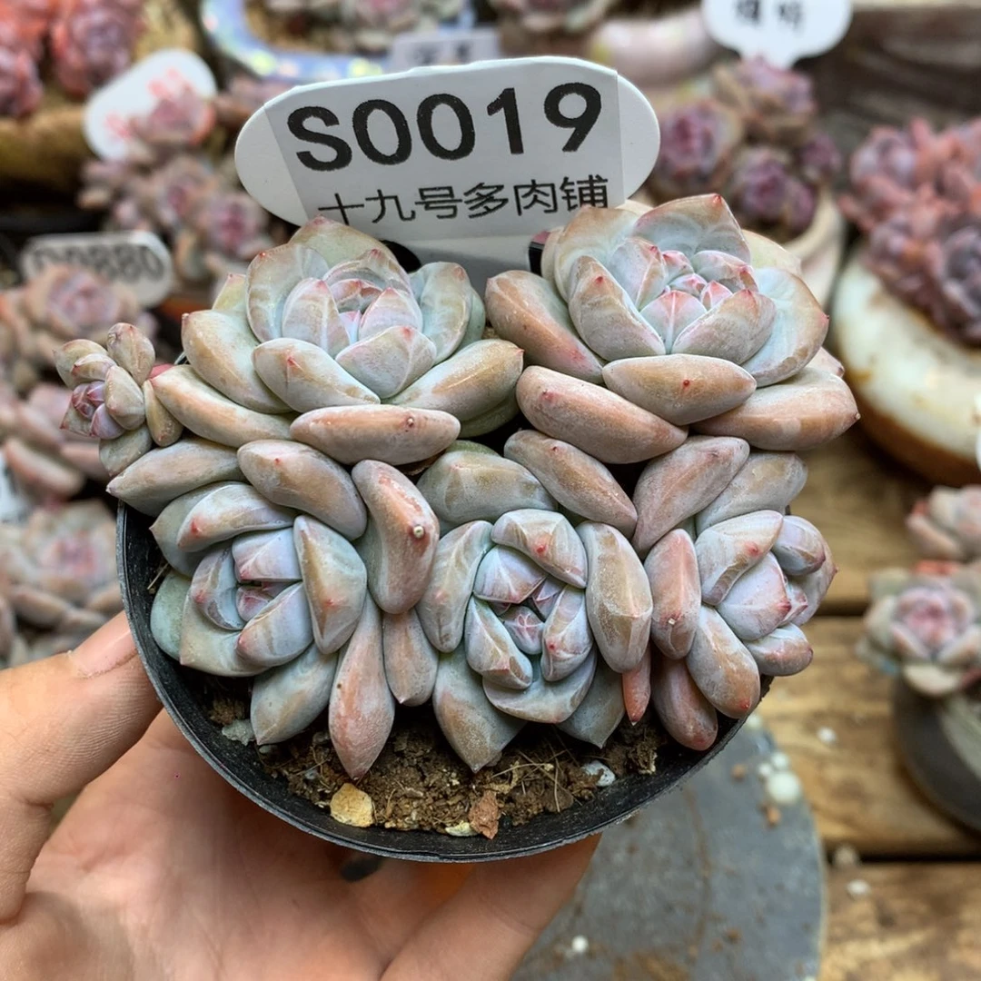 S0019 突尼斯 平铺5头