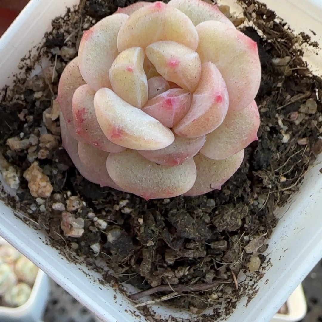 多肉小卡拉米糖心一物一拍