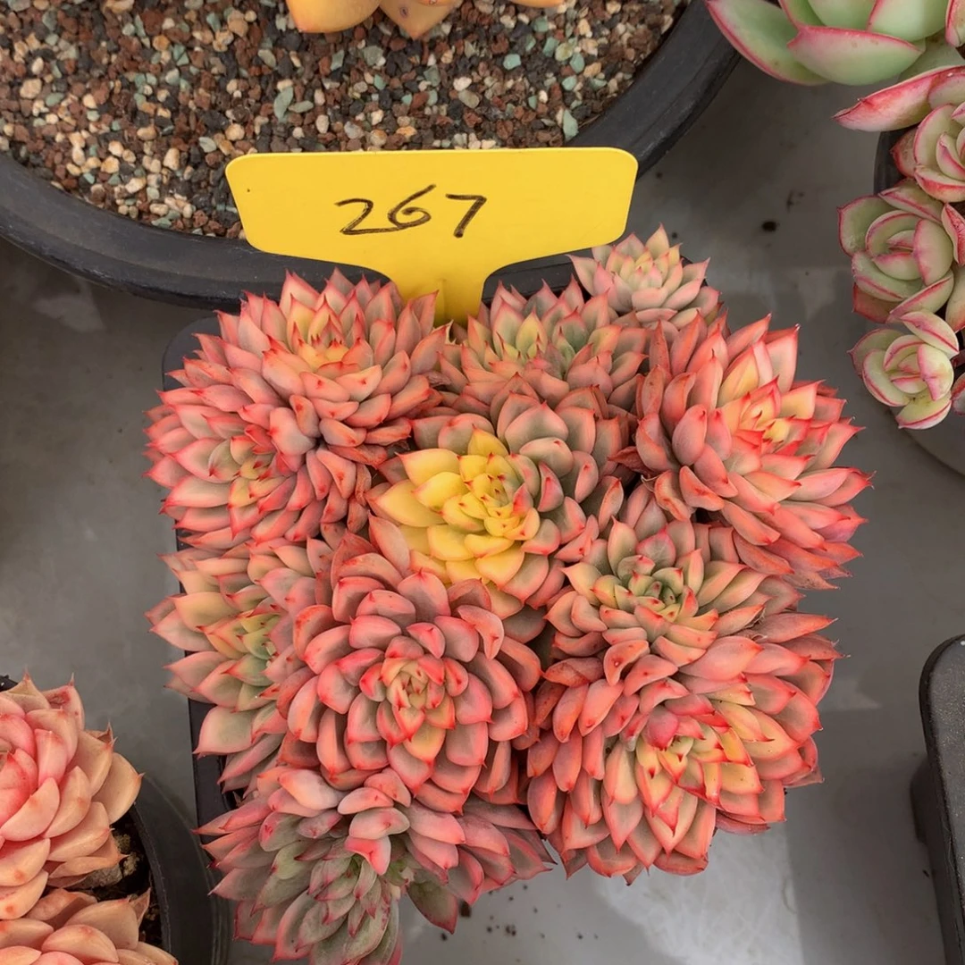 女雏锦6262626262626