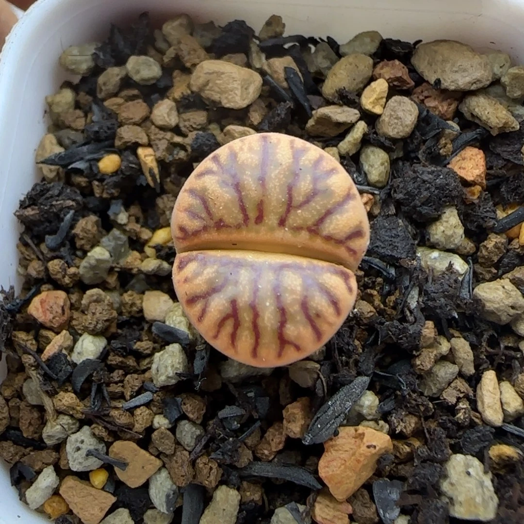405 生石花大棚直播