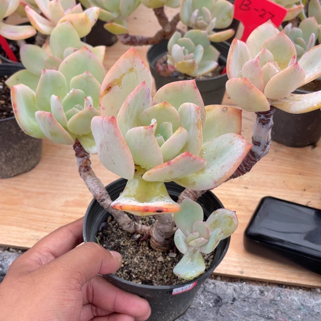 0303 白凤  六月六