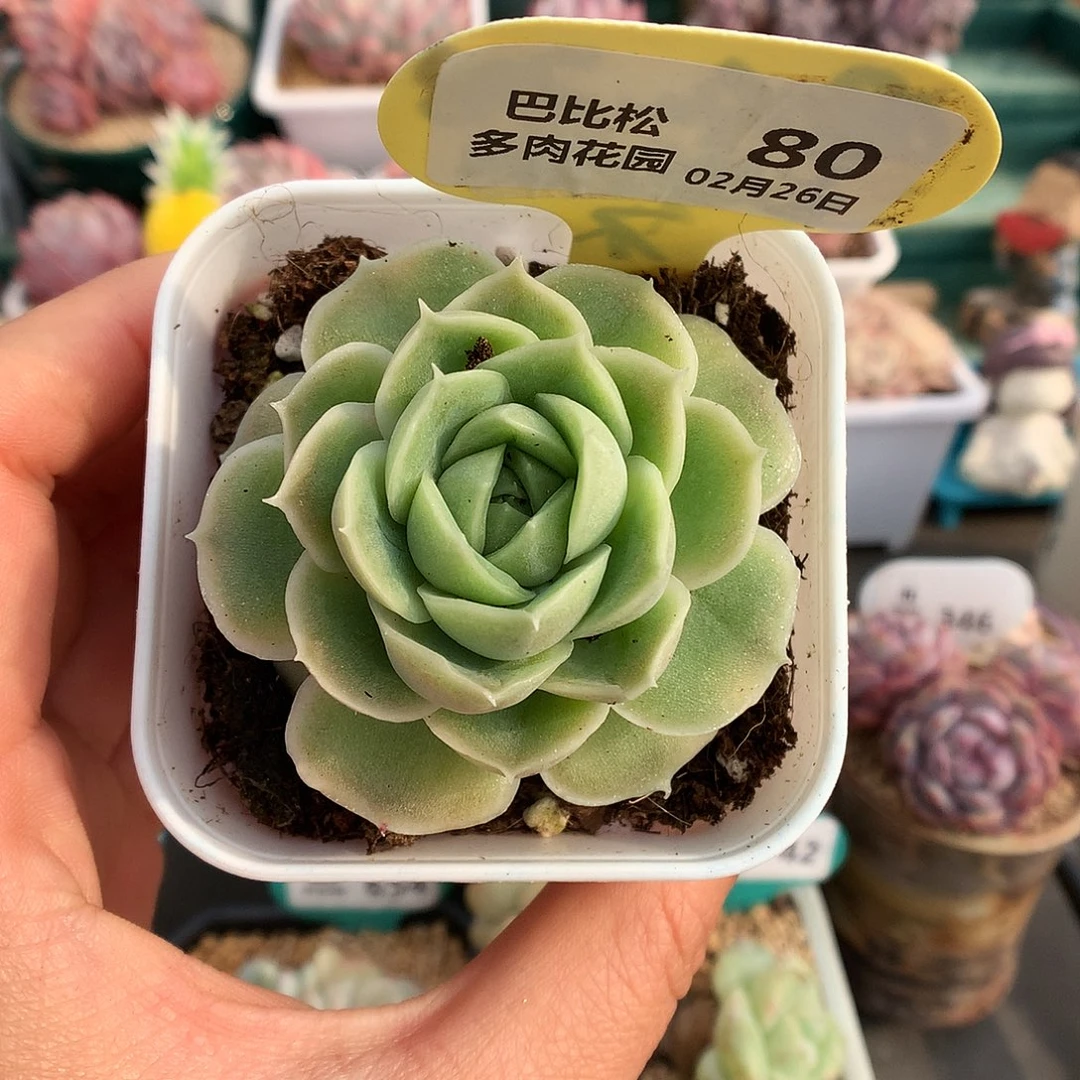 80虾饺单头多肉植物