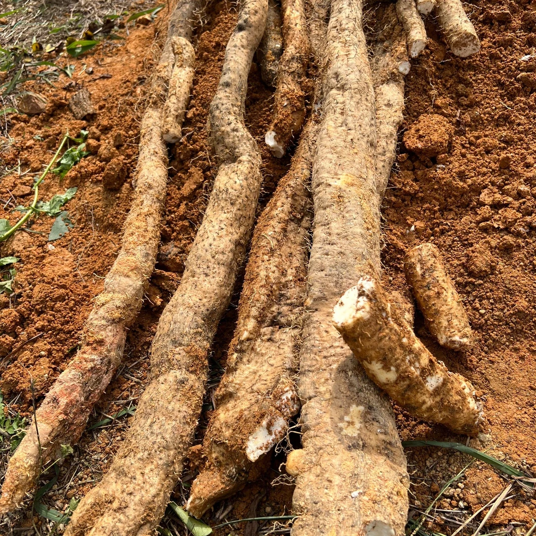 海南野山药大山采挖现挖新鲜山薯药食同源煲汤滋补煲汤煲粥打火锅