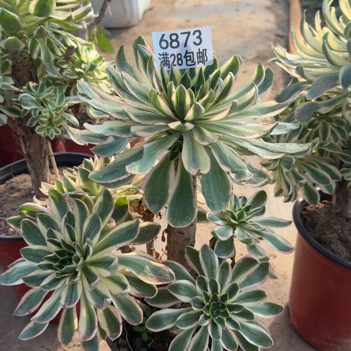 B.  6873青莲多肉