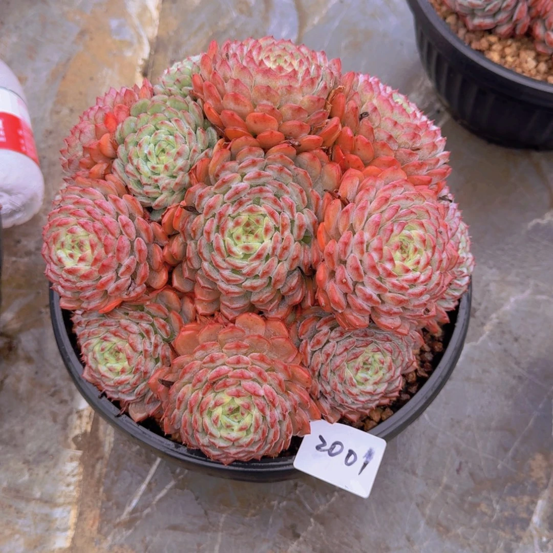 微****2001白胖子多肉植物的生长