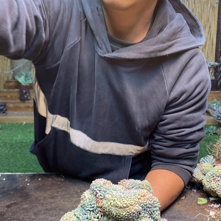 好***¹392号白胖子多肉植物