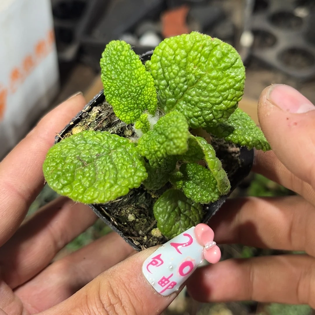 断崖王子单头发货有根