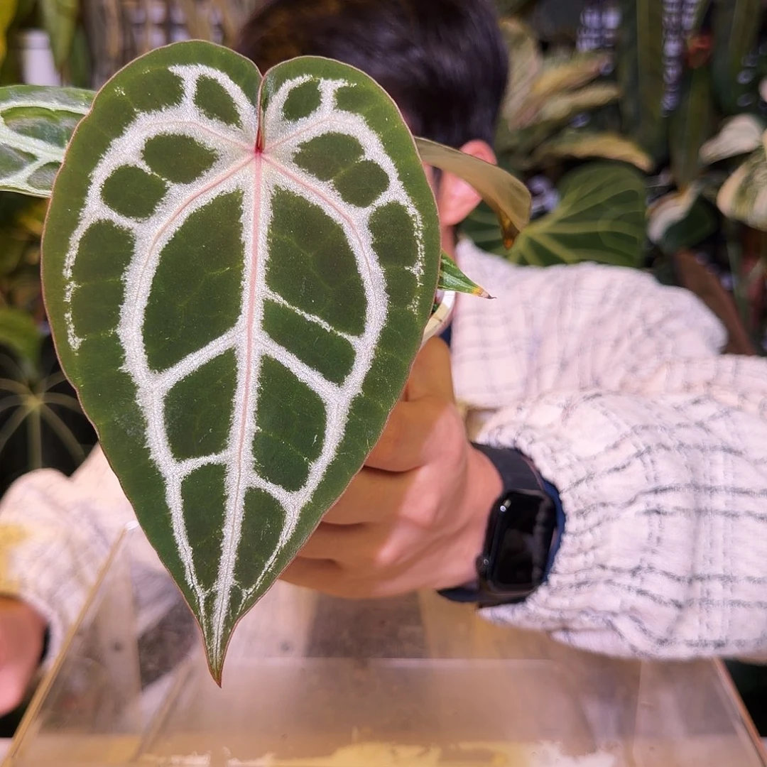 完全开放J121 SKG银杂红水晶