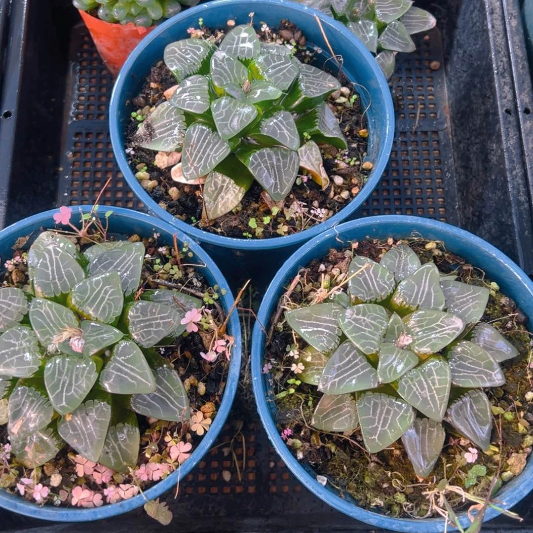 加仑盆月影母本玉露一颗