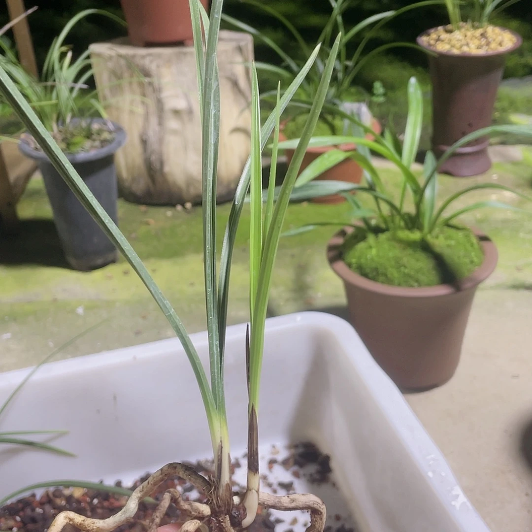 当前无花栽培后可以开花惠素